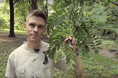 Боремося з тлею (відео)